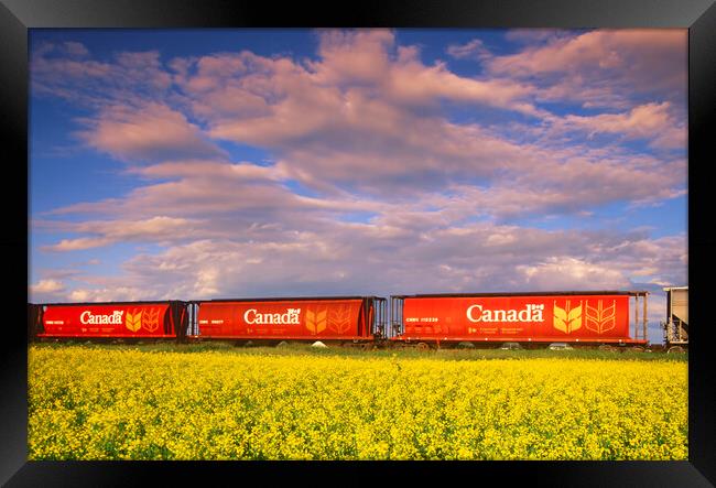 rail hopper cars in front of a canola field Framed Print by Dave Reede