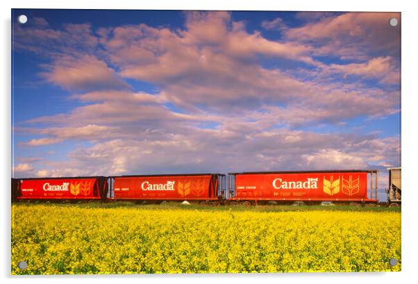 rail hopper cars in front of a canola field Acrylic by Dave Reede