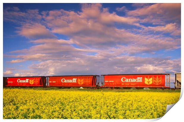 rail hopper cars in front of a canola field Print by Dave Reede