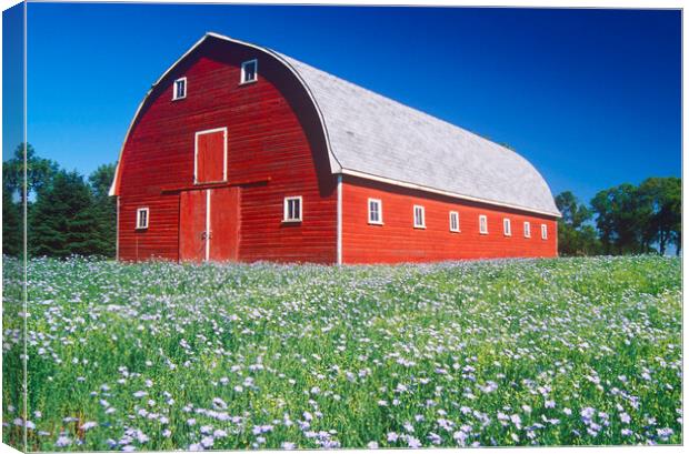 flax field in front of red barn Canvas Print by Dave Reede