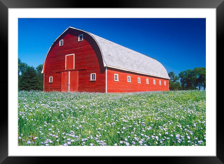 flax field in front of red barn Framed Mounted Print by Dave Reede