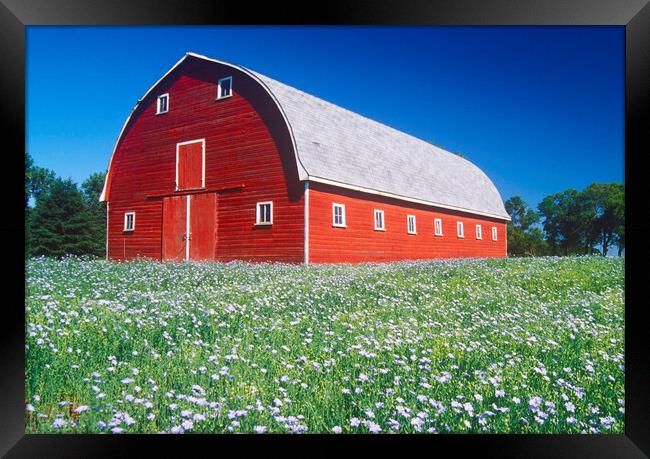 flax field in front of red barn Framed Print by Dave Reede