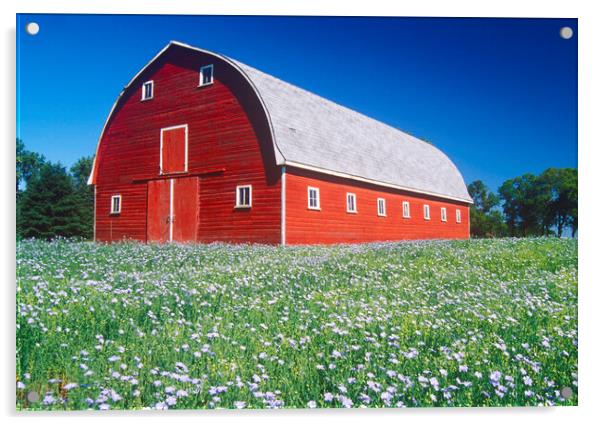 flax field in front of red barn Acrylic by Dave Reede