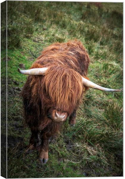 Highland Cow in a field near to the Kirkstone Pass Canvas Print by Jonny Gios