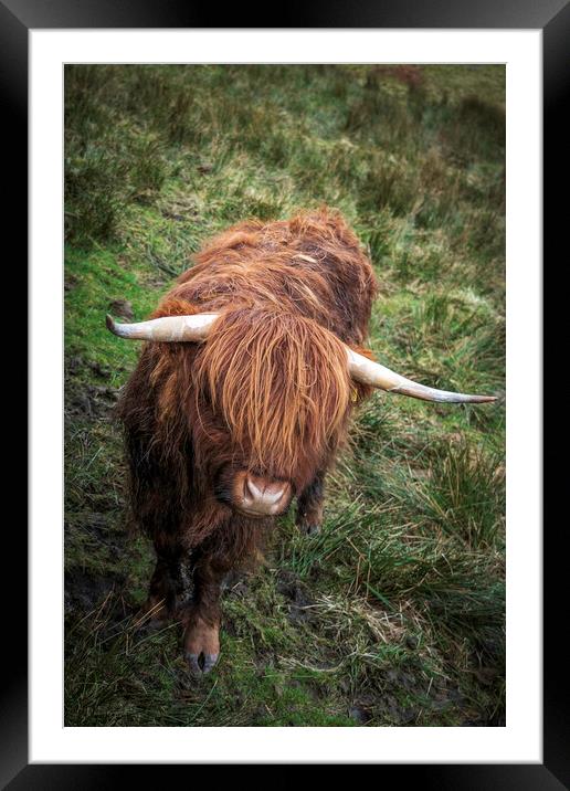 Highland Cow in a field near to the Kirkstone Pass Framed Mounted Print by Jonny Gios