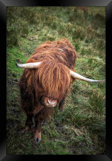 Highland Cow in a field near to the Kirkstone Pass Framed Print by Jonny Gios