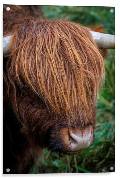 Highland Hair Acrylic by Jonny Gios