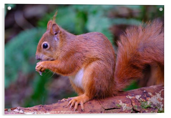 Red Squirrel North Wales Acrylic by Terry Brooks