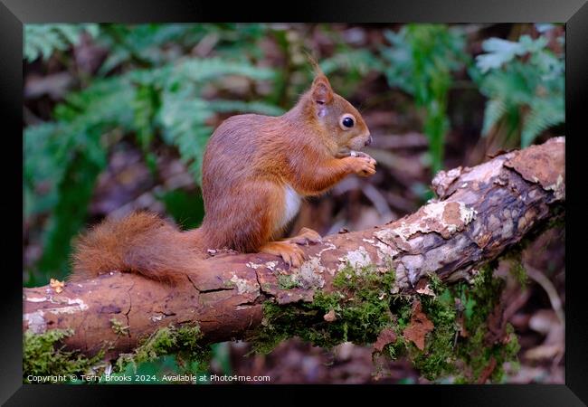 A Cute Red Squirrel Anglesey North Wales Framed Print by Terry Brooks