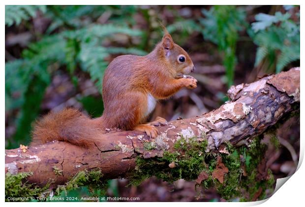 A Cute Red Squirrel Anglesey North Wales Print by Terry Brooks