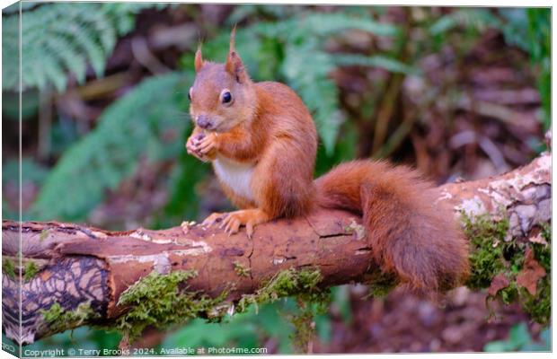Red Squirrel North Wales Canvas Print by Terry Brooks