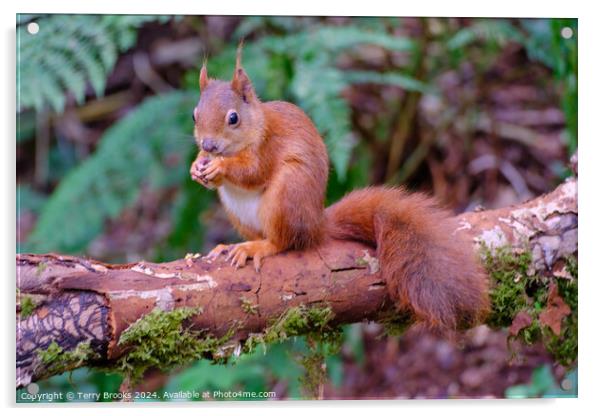 Red Squirrel North Wales Acrylic by Terry Brooks