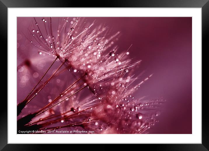 Water Droplets On Dandelion Seeds Framed Mounted Print by Anthony Michael 