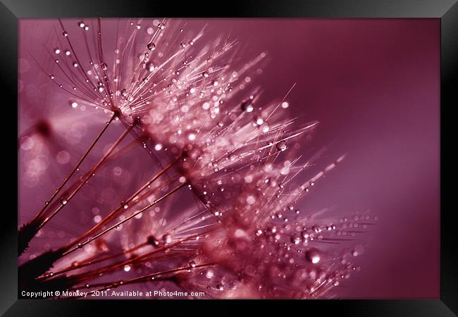 Water Droplets On Dandelion Seeds Framed Print by Anthony Michael 