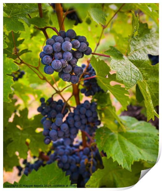 Black Grapes with Vineyard.  Print by Maggie Bajada