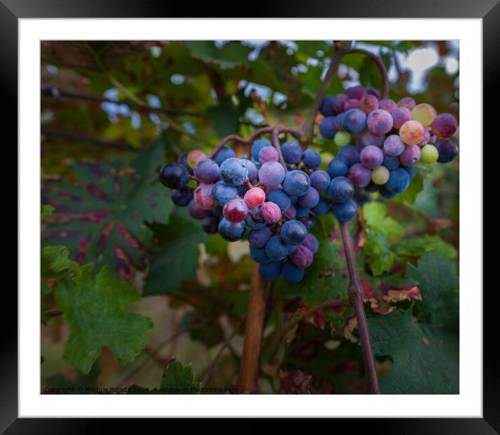 Grapes with Vineyard. Framed Mounted Print by Maggie Bajada