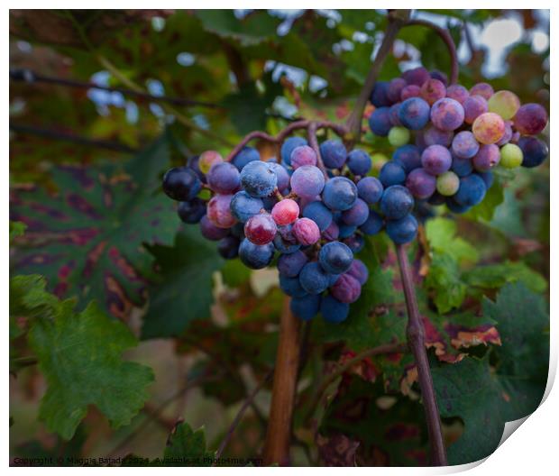 Grapes with Vineyard. Print by Maggie Bajada