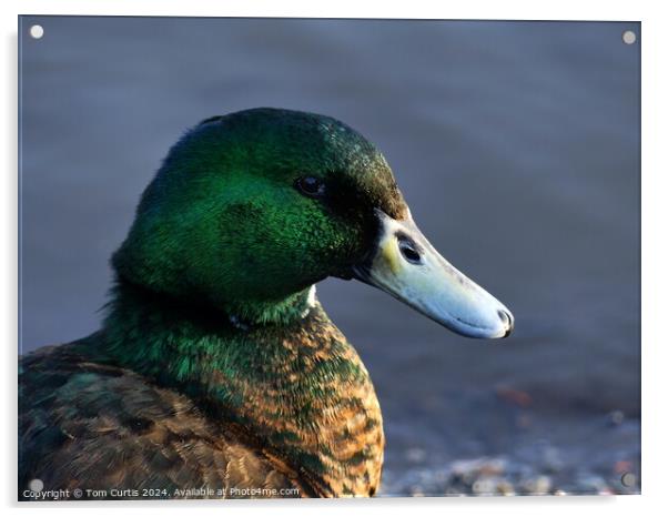 Mallard Duck Male  Acrylic by Tom Curtis