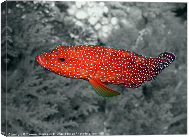 Red Coral Cod Fish over Hard Coral Canvas Print by Serena Bowles