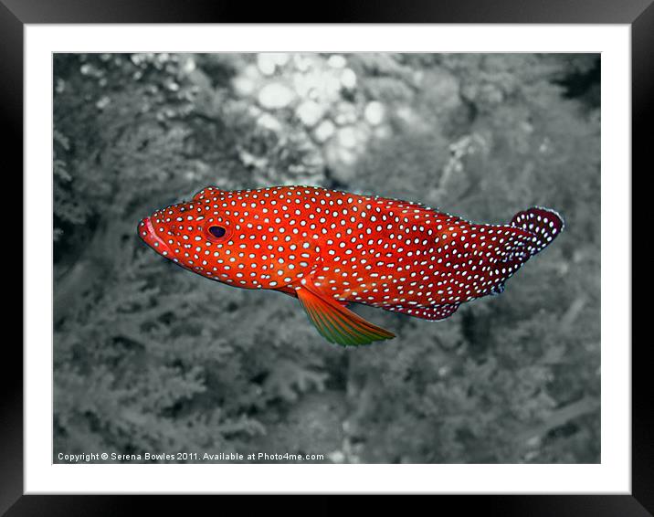 Red Coral Cod Fish over Hard Coral Framed Mounted Print by Serena Bowles