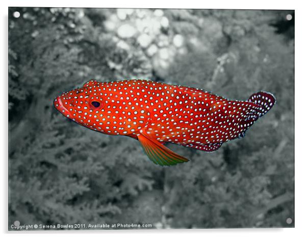 Red Coral Cod Fish over Hard Coral Acrylic by Serena Bowles