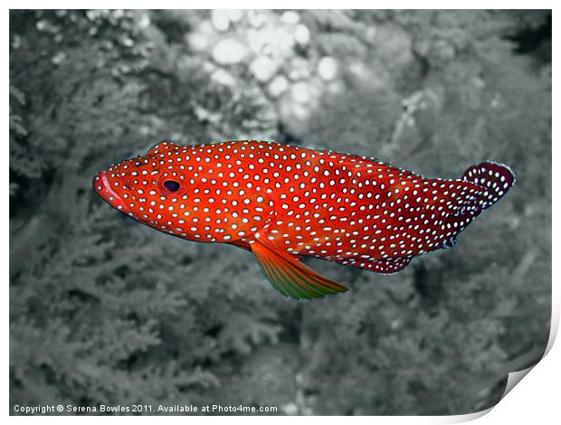 Red Coral Cod Fish over Hard Coral Print by Serena Bowles