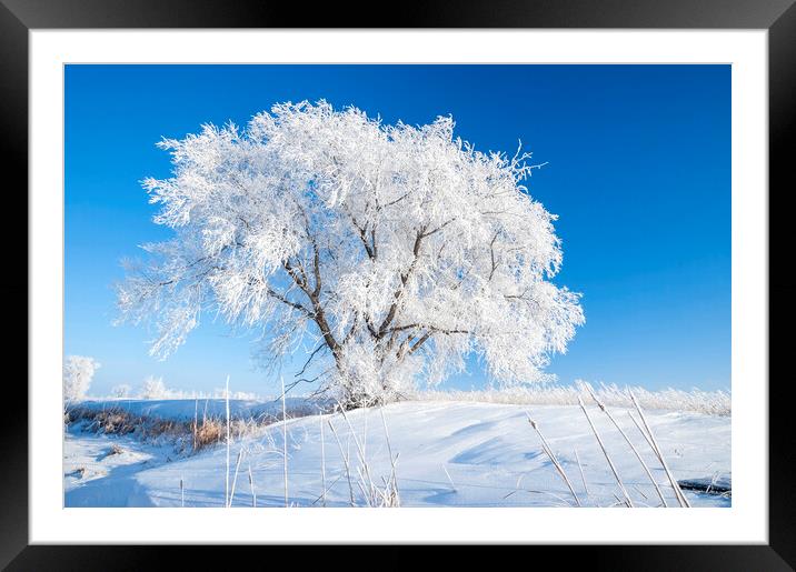 Hoarfrost on Lone Tree Framed Mounted Print by Dave Reede