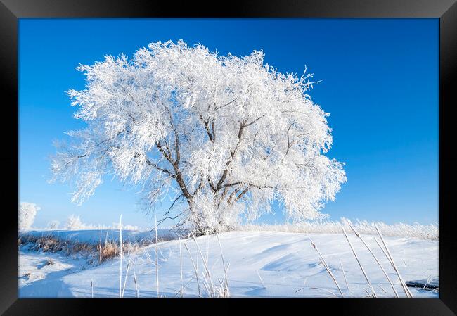 Hoarfrost on Lone Tree Framed Print by Dave Reede