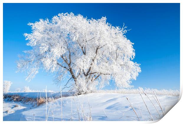 Hoarfrost on Lone Tree Print by Dave Reede