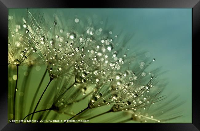 Sparkling Water Droplets Framed Print by Anthony Michael 