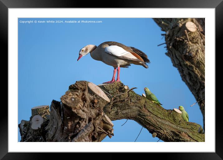 Different creatures sharing a space Framed Mounted Print by Kevin White