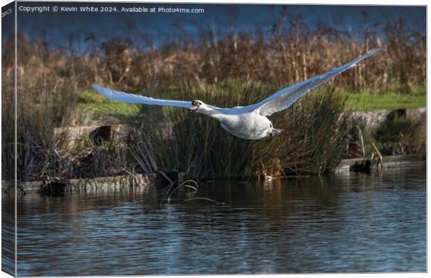 Elegant white swan coming into land Canvas Print by Kevin White