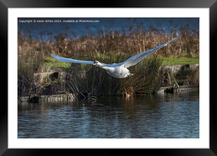 Elegant white swan coming into land Framed Mounted Print by Kevin White