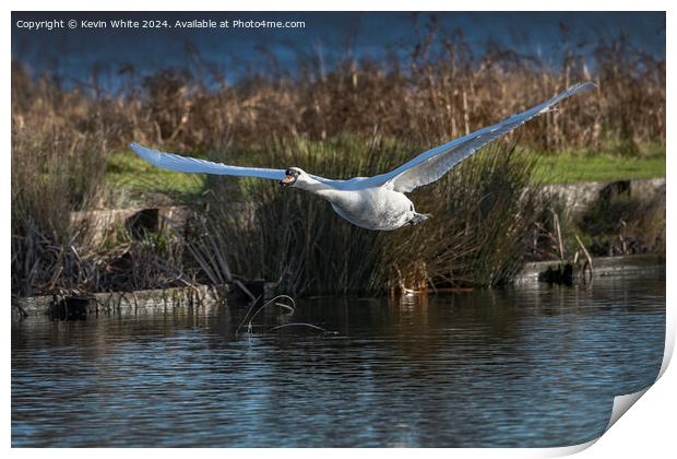 Elegant white swan coming into land Print by Kevin White