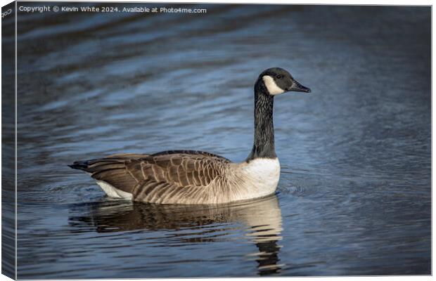 Profile portrait of a Canada goose Canvas Print by Kevin White
