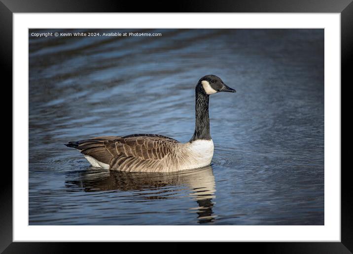 Profile portrait of a Canada goose Framed Mounted Print by Kevin White
