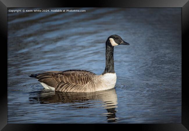 Profile portrait of a Canada goose Framed Print by Kevin White