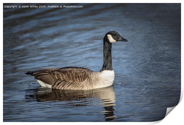 Profile portrait of a Canada goose Print by Kevin White