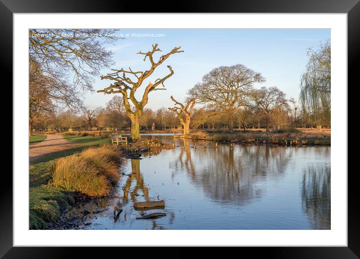 New heavily pruned willow tree Framed Mounted Print by Kevin White
