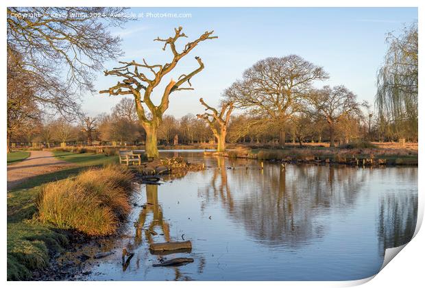 New heavily pruned willow tree Print by Kevin White