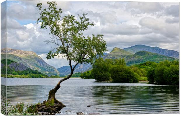 Llyn Padarn Lonely Tree North Wales Canvas Print by Terry Brooks