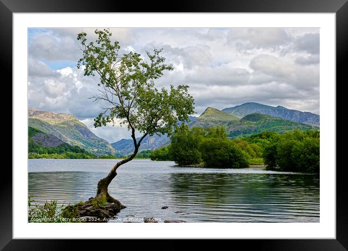 Llyn Padarn Lonely Tree North Wales Framed Mounted Print by Terry Brooks