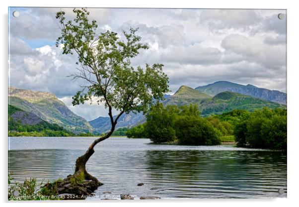 Llyn Padarn Lonely Tree North Wales Acrylic by Terry Brooks