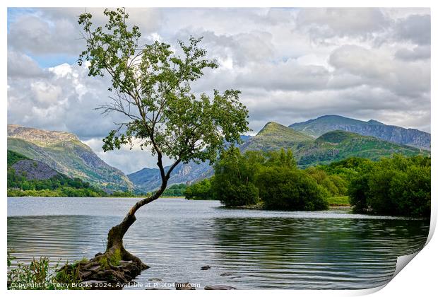 Llyn Padarn Lonely Tree North Wales Print by Terry Brooks