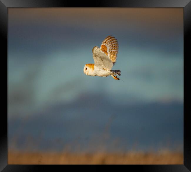 Barn Owl in flight Framed Print by Brett Pearson