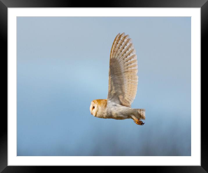 Barn Owl in flight Framed Mounted Print by Brett Pearson