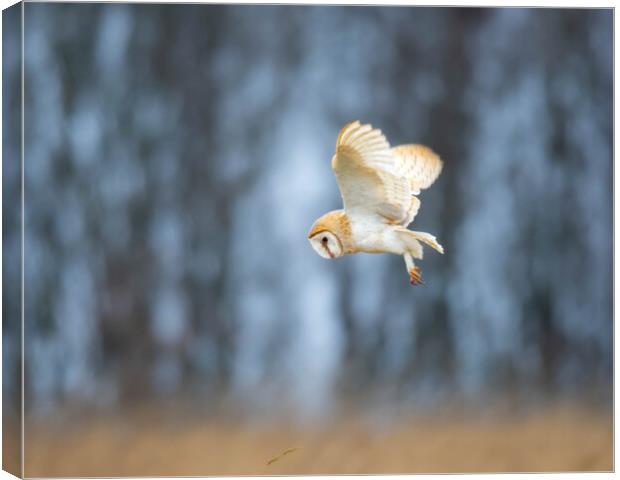 Barn Owl in flight Canvas Print by Brett Pearson