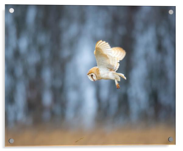 Barn Owl in flight Acrylic by Brett Pearson