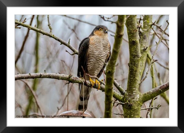 Sparrowhawk male Framed Mounted Print by Craig Smith