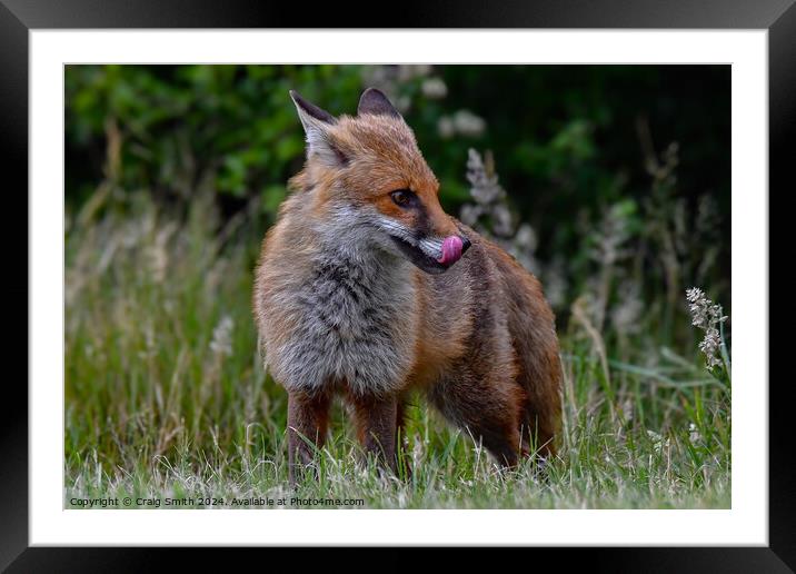 Red Fox Framed Mounted Print by Craig Smith